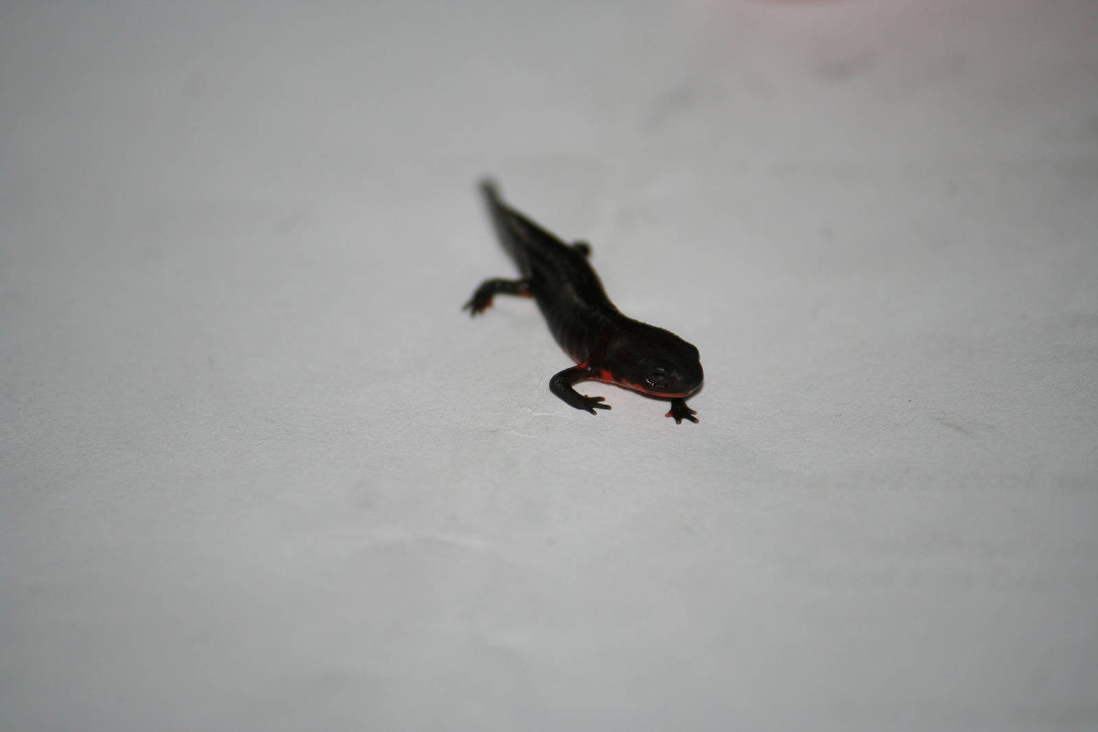 Chinese fire-bellied newt eft