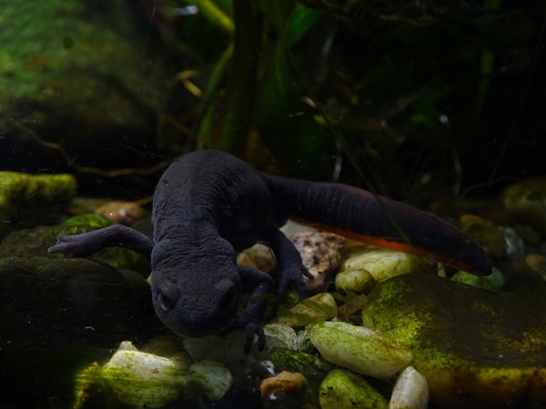 Chinese fire-bellied newt (Hypselotriton orientalis)