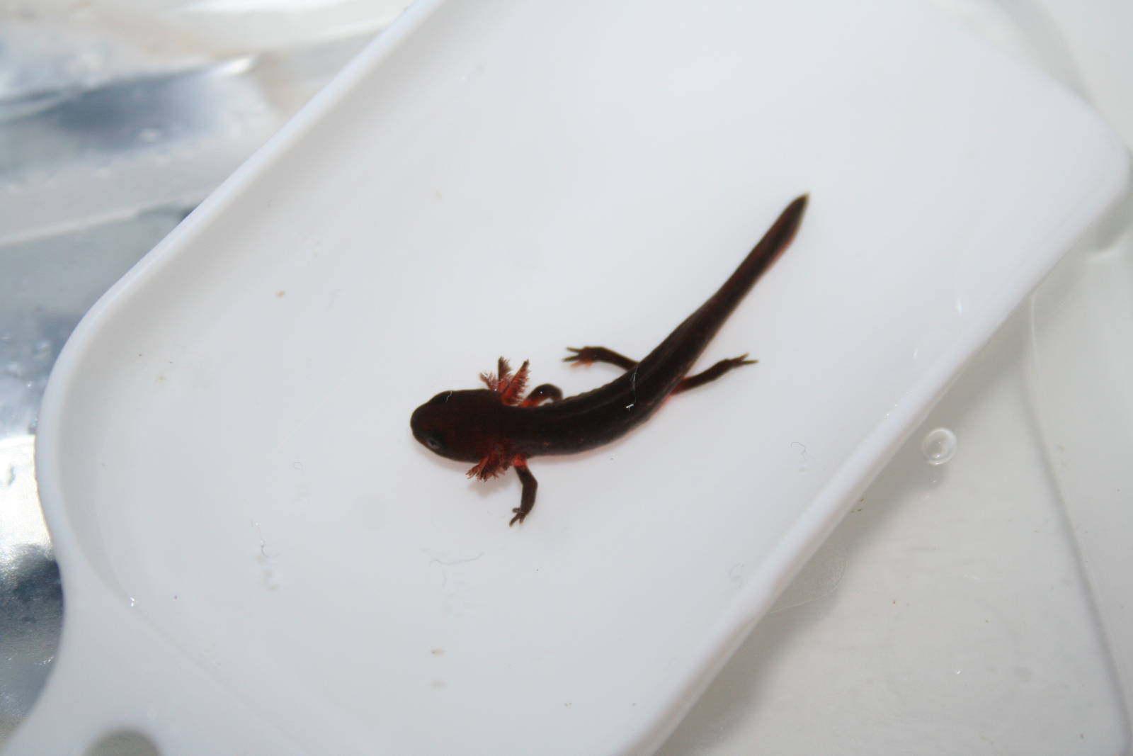 Chinese fire-bellied newt tadpole
