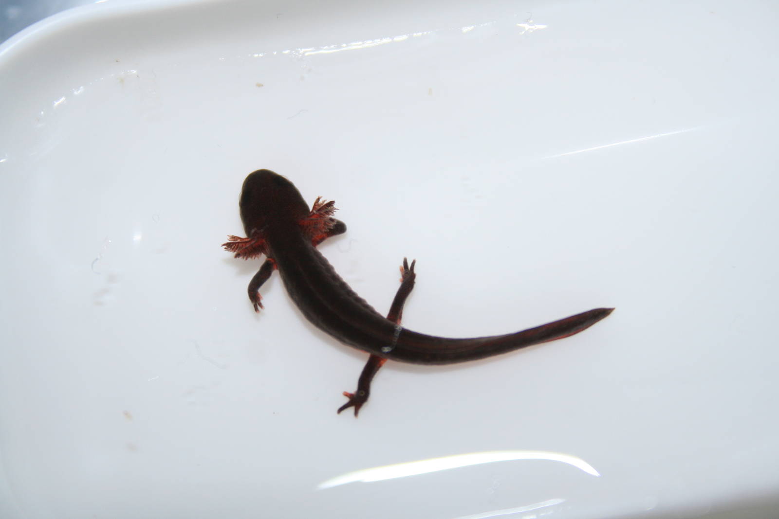 Chinese fire-bellied newt tadpole