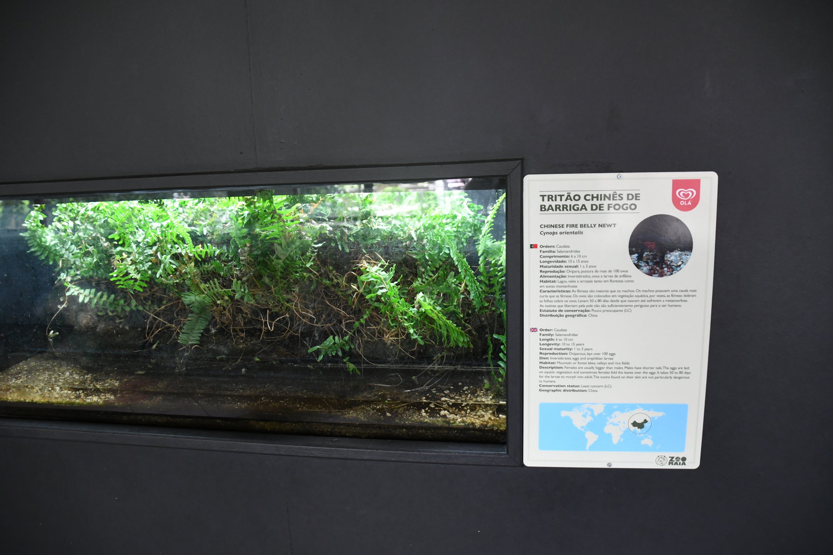 Chinese Fire-bellied Newt tank (Reptile House)