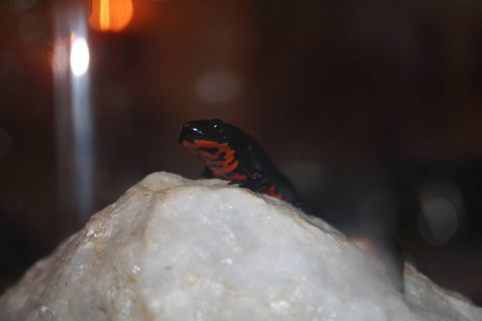 Chinese fire-bellied newt