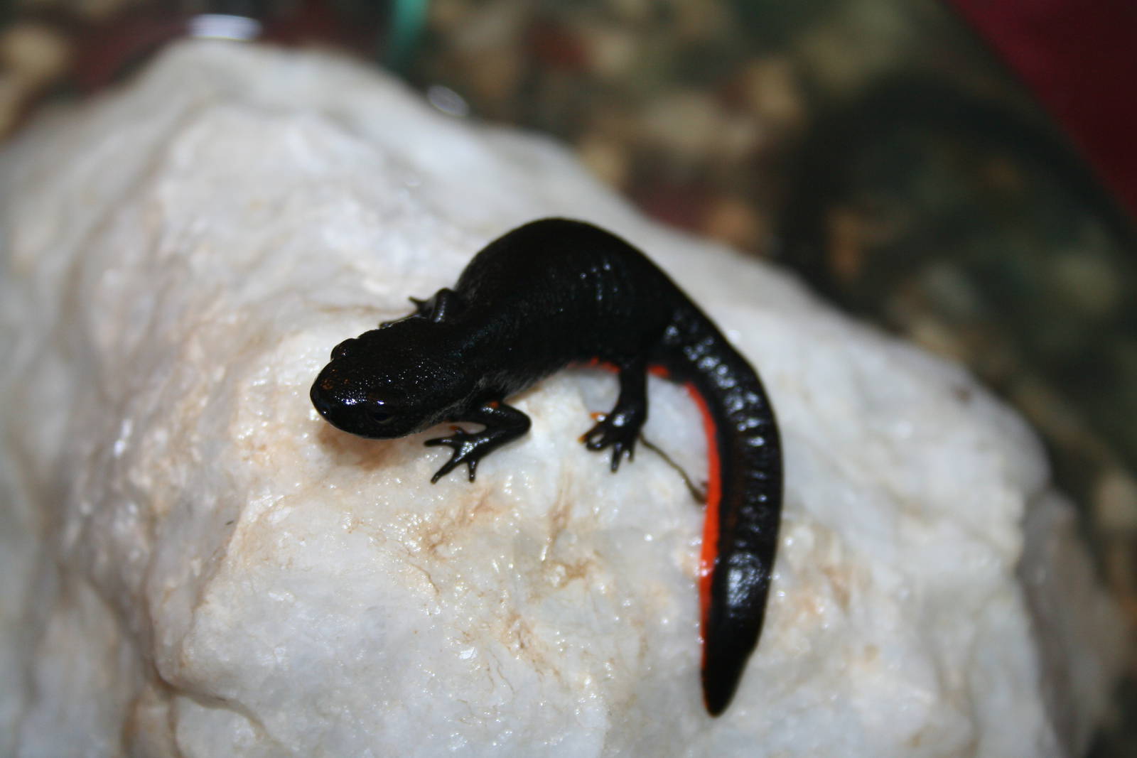 Chinese fire-bellied newt