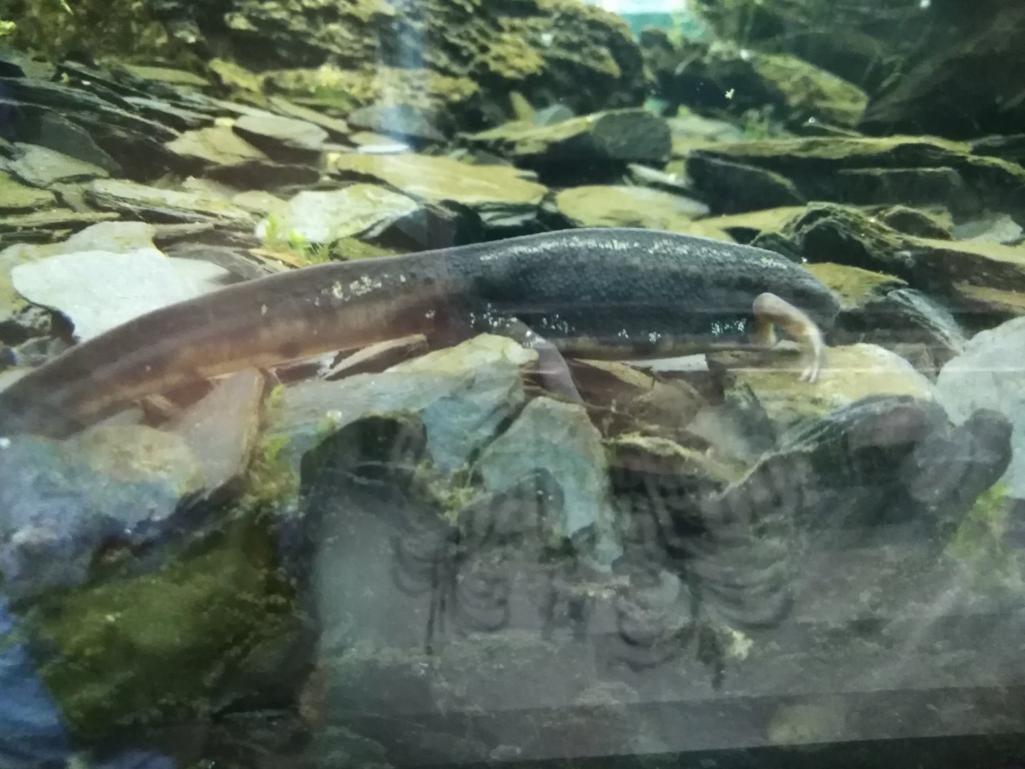 Chinese fire-bellied newt