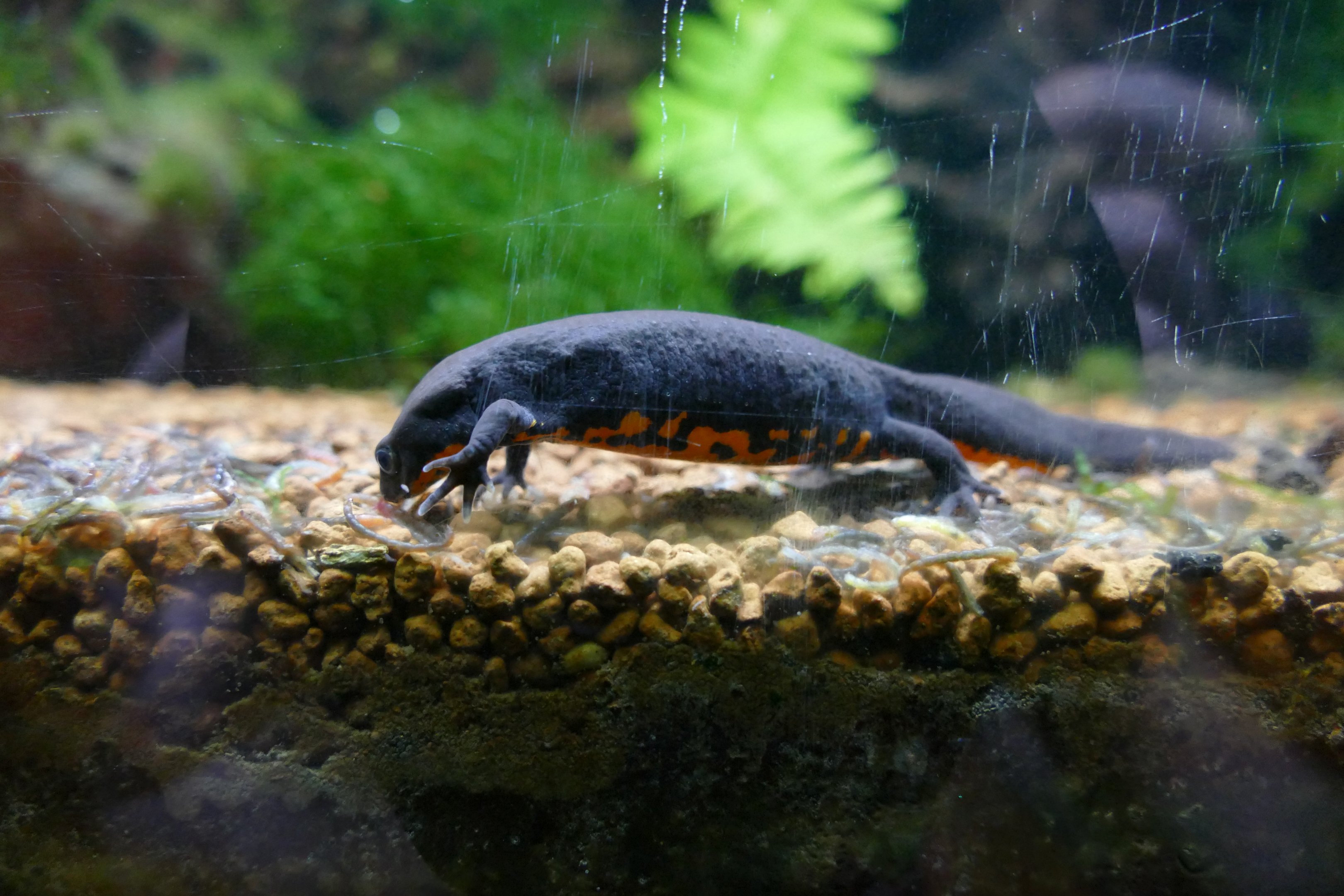 Chinese Fire-bellied Newt