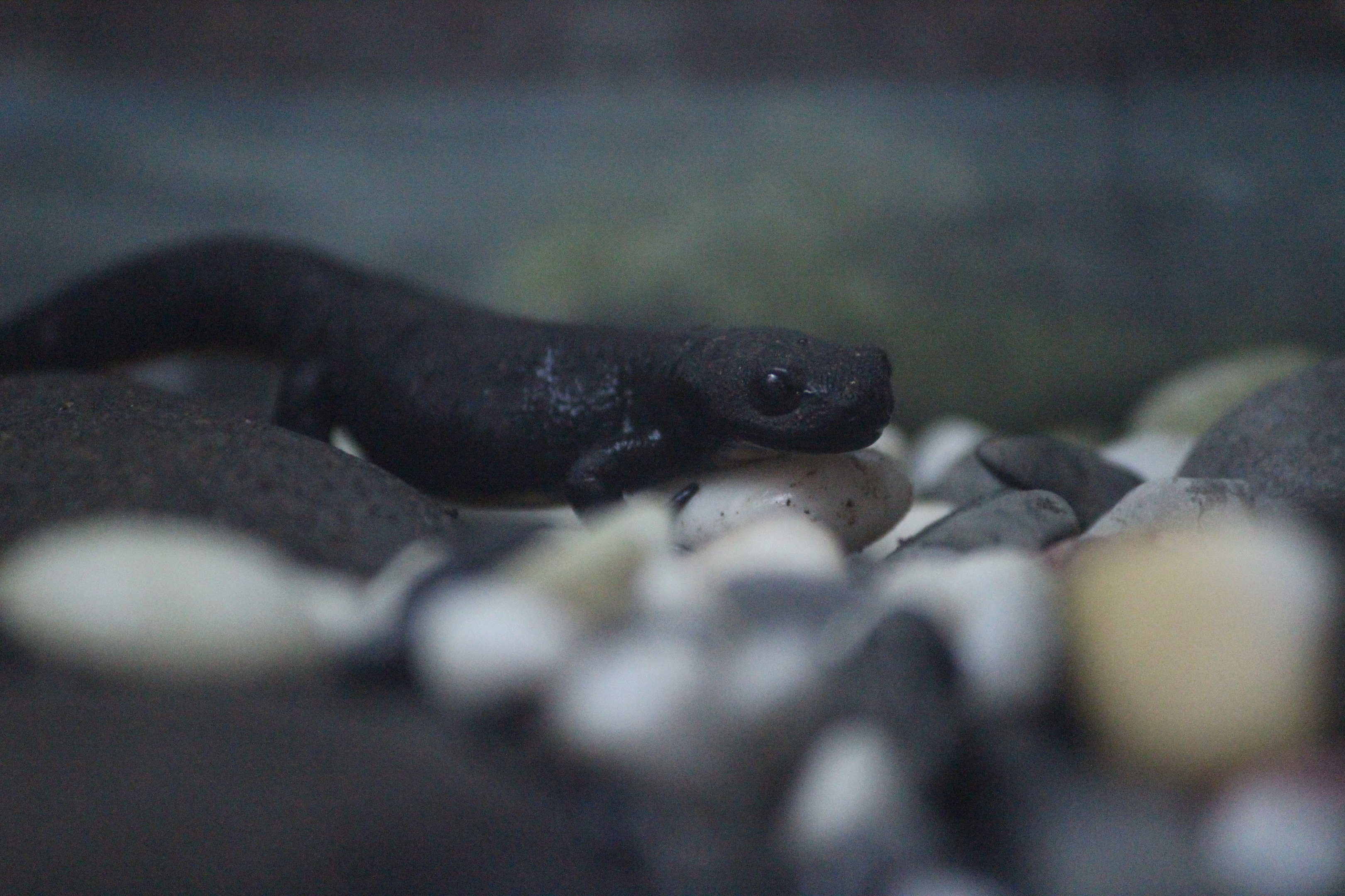 Chinese Fire-bellied Newt