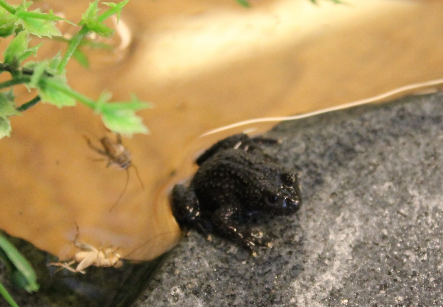 Chinese fire-bellied toad