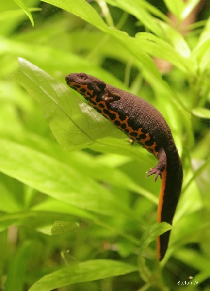 Chinese fire belly newt (Cynops orientalis)