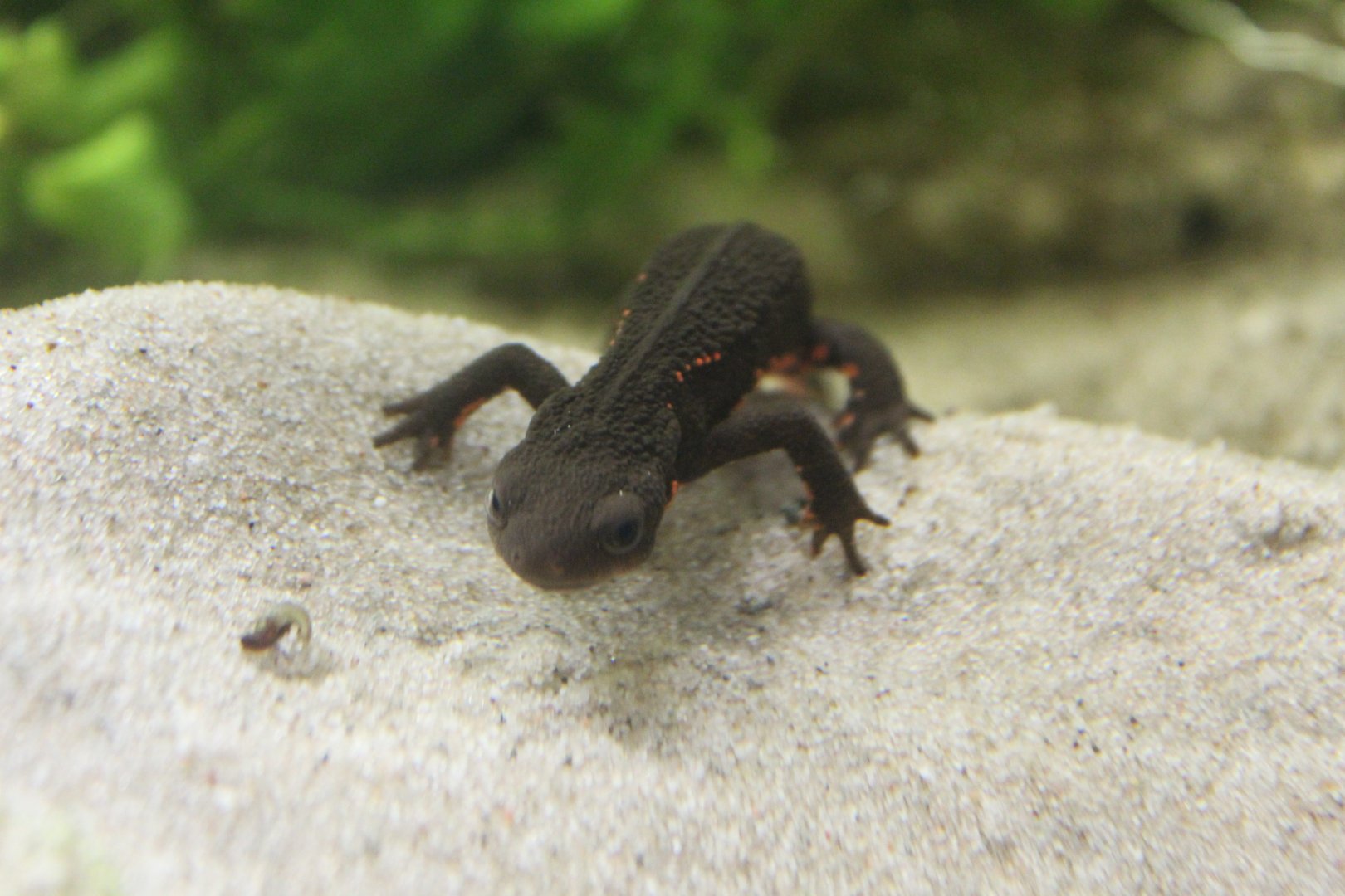 Chinese firebelly newt (Cynops orientalis)