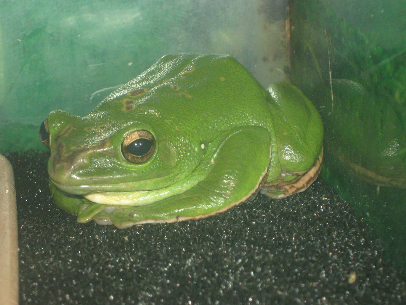 Chinese flying frog (Polypedates dennysi)