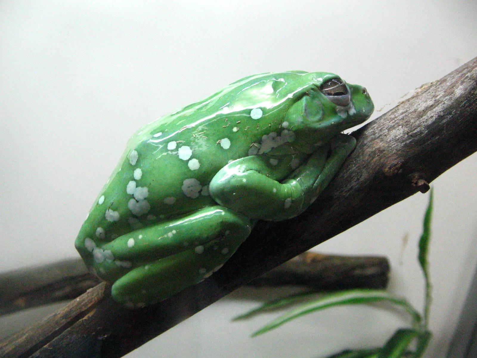 Chinese flying frog (Rhacophorus dennysi)
