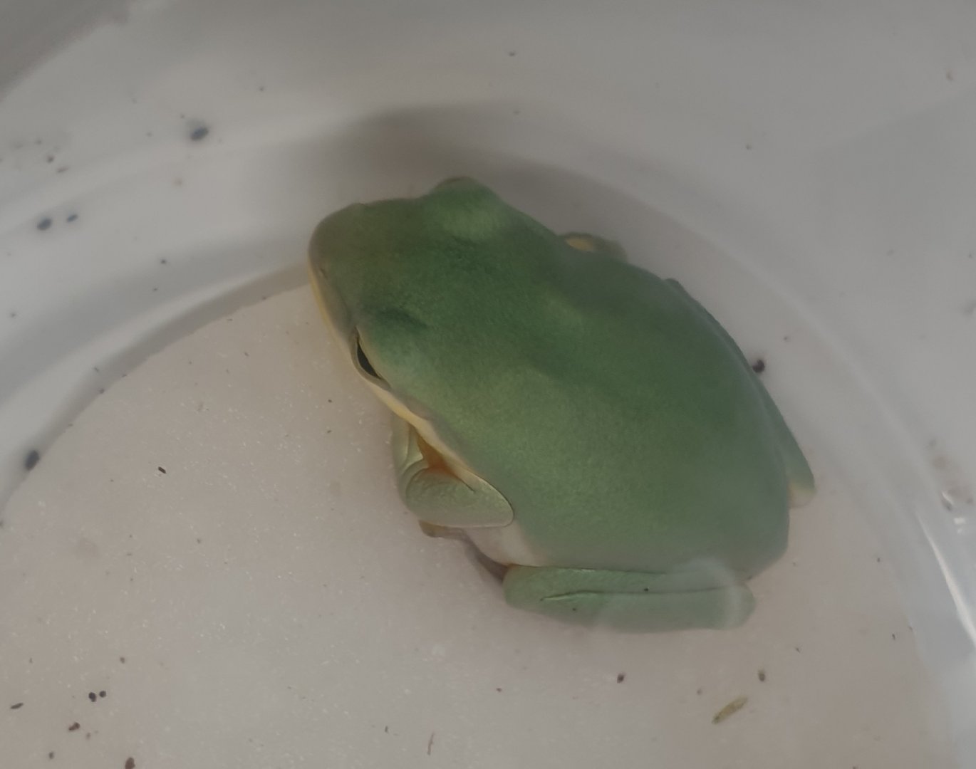 Chinese flying frog - Rhacophorus dennysi