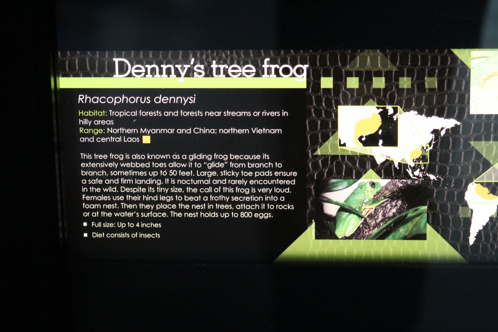 Chinese Flying Frog Signage