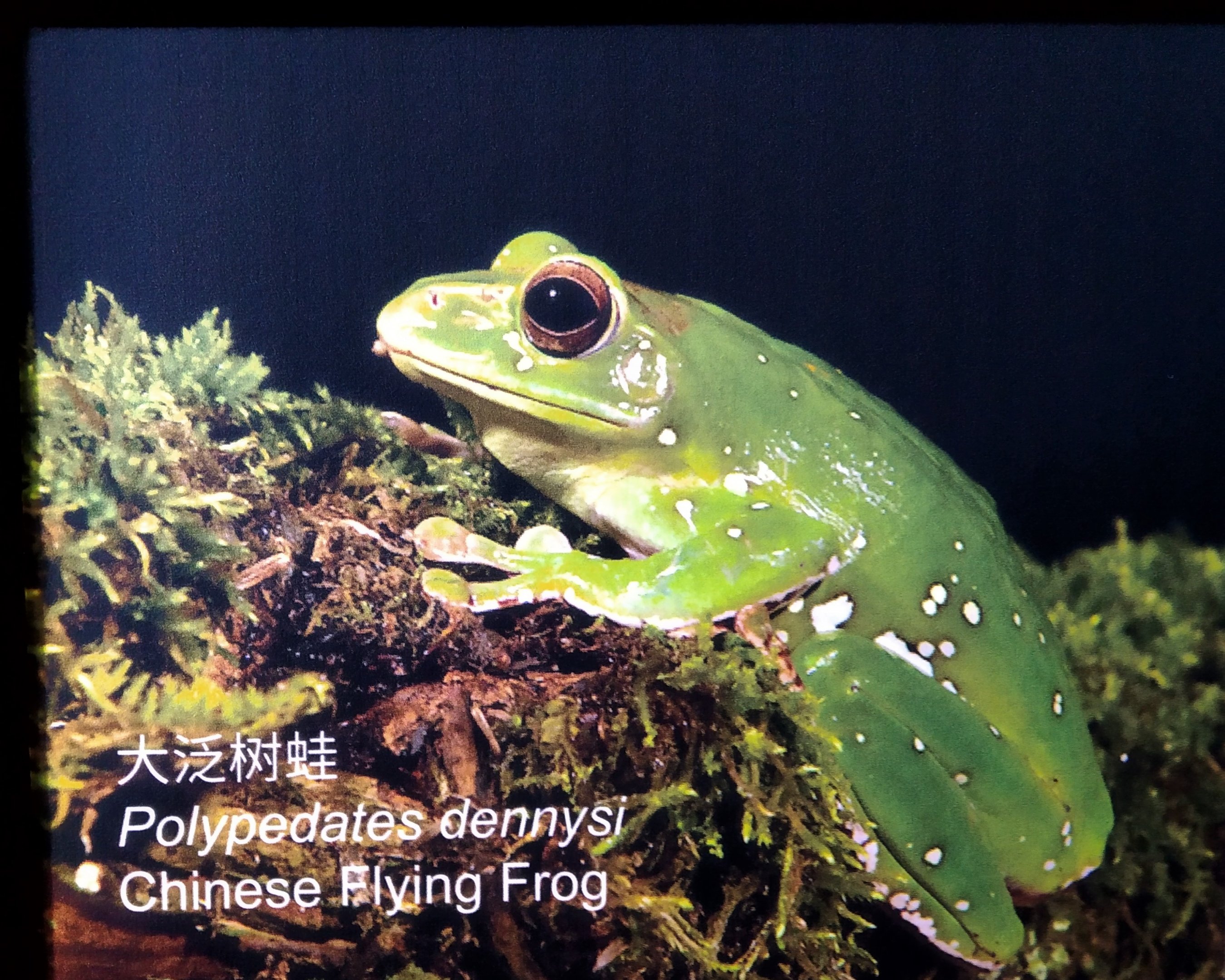Chinese Flying Frog Signage