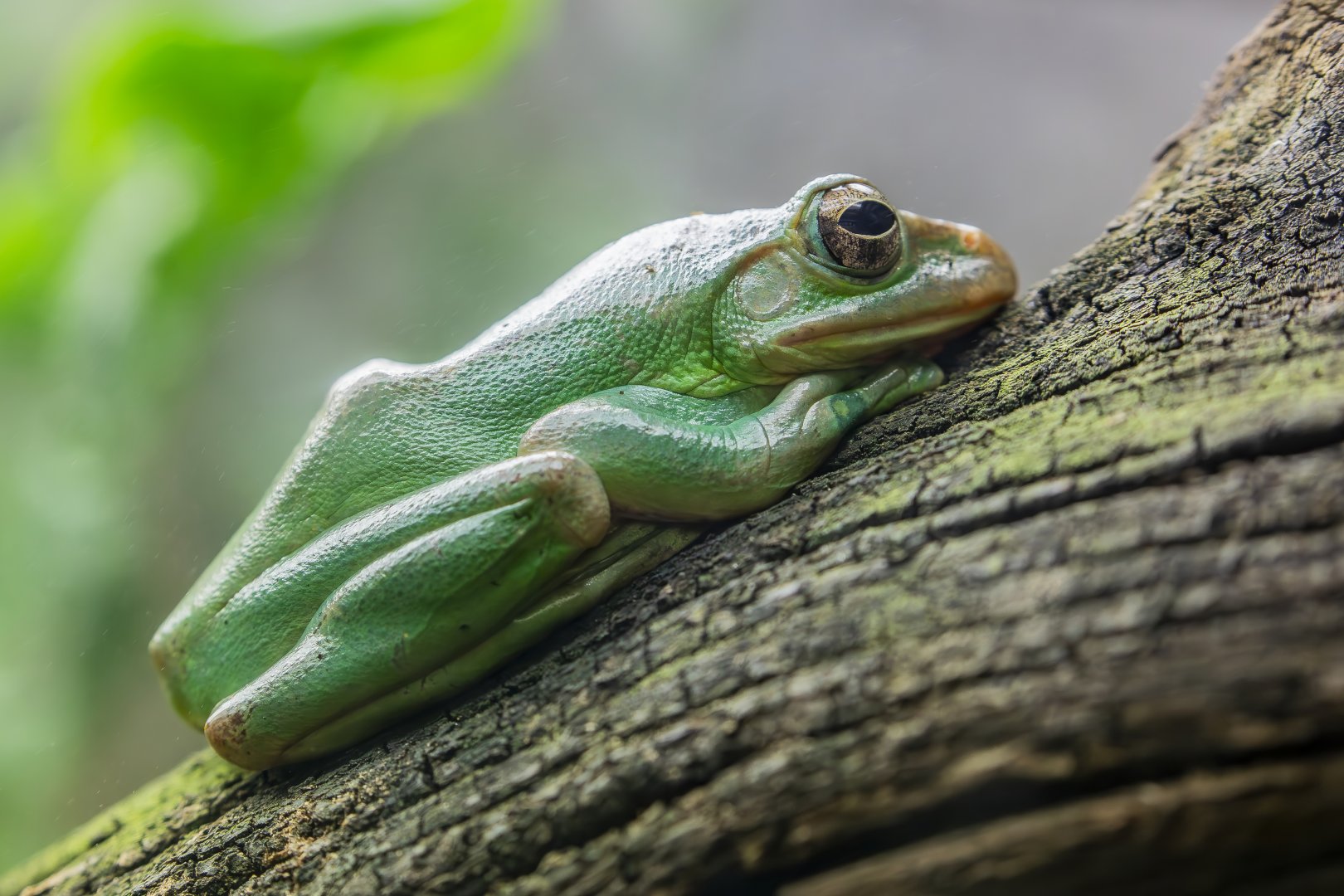 Chinese flying frog  (Zhangixalus dennysi)