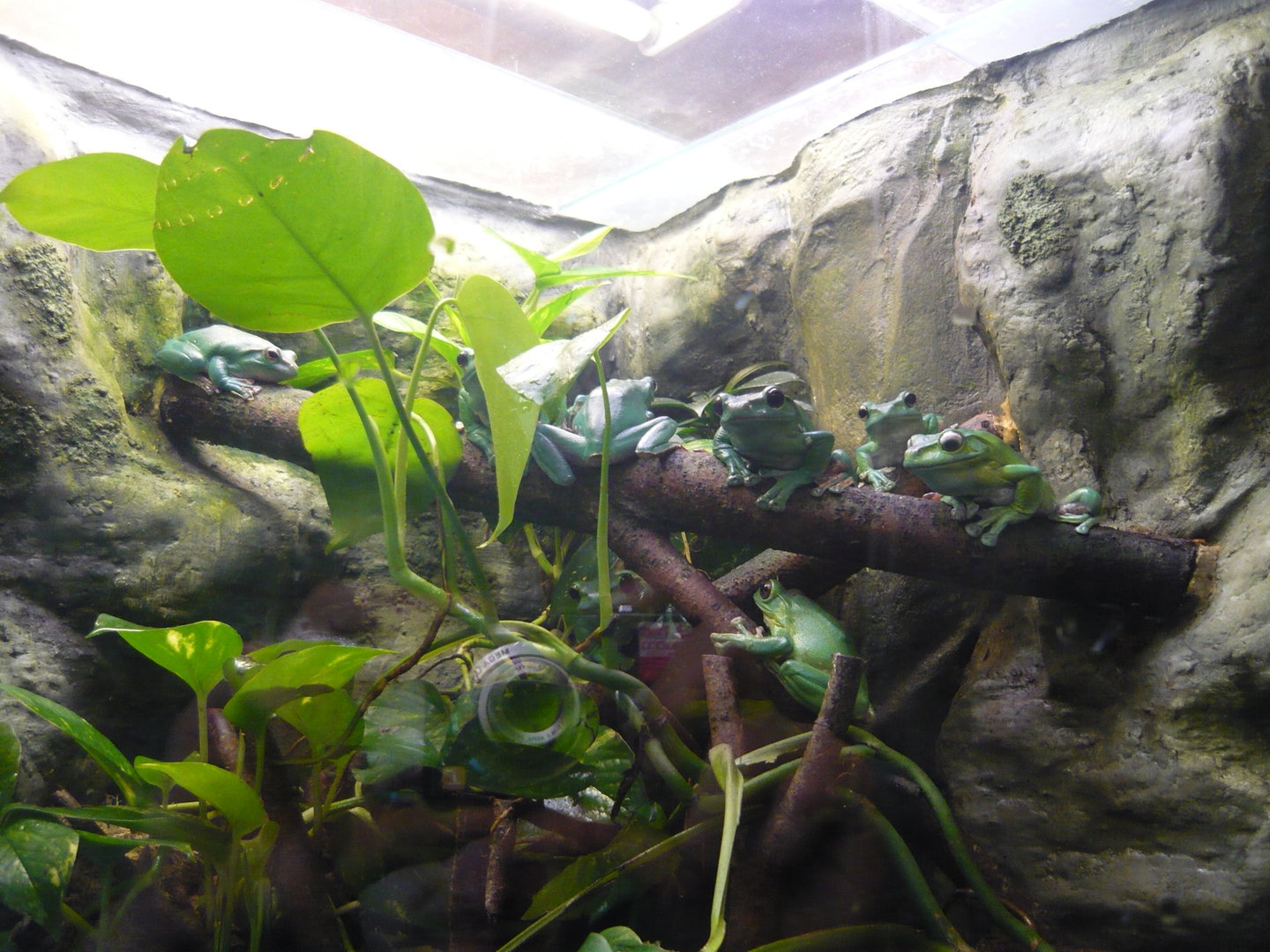 Chinese flying frogs (Zhangixalus dennysi)