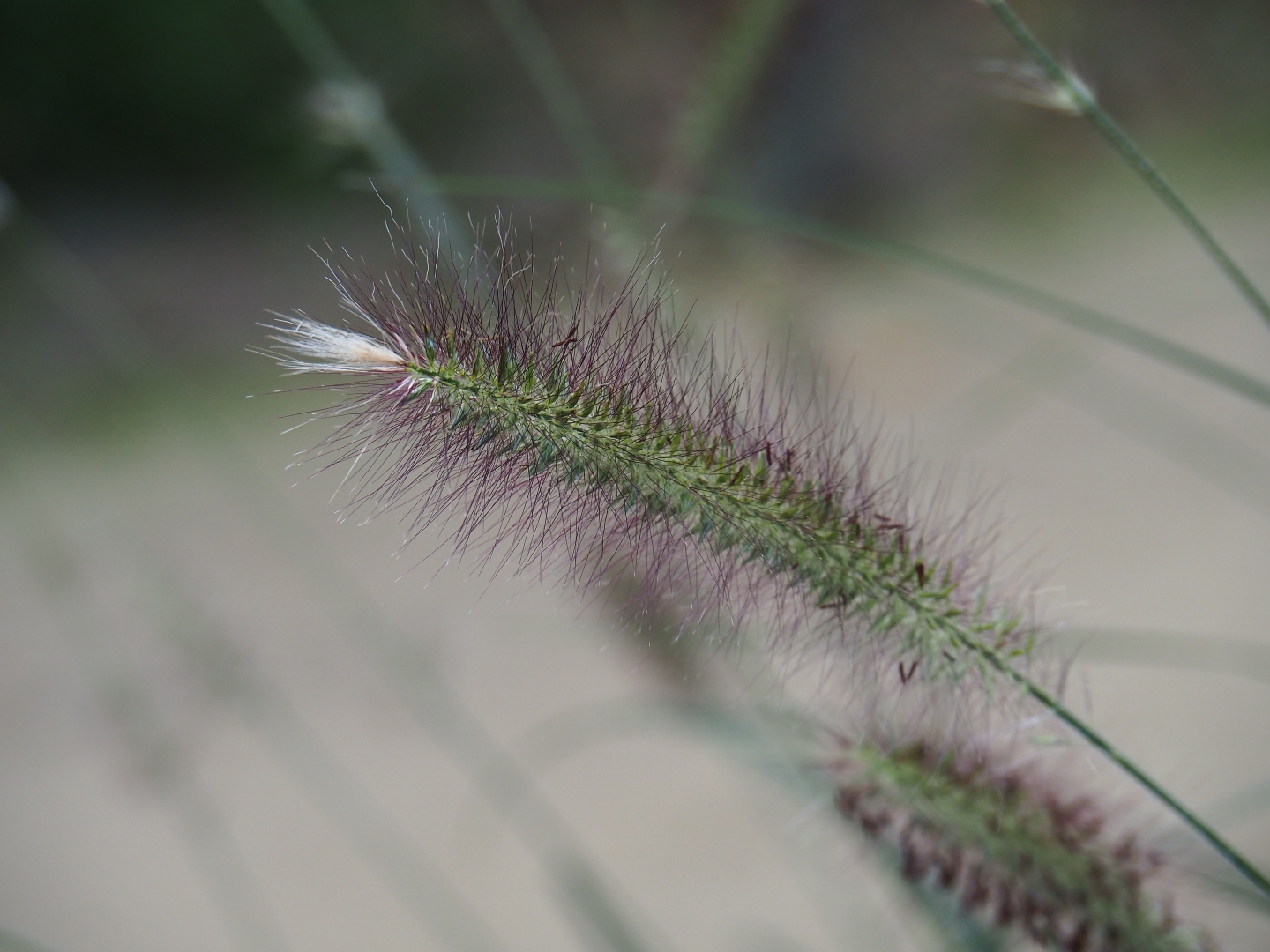 Chinese fountaingrass (Pennisetum alopecuroides 'Hameln') flowering spike