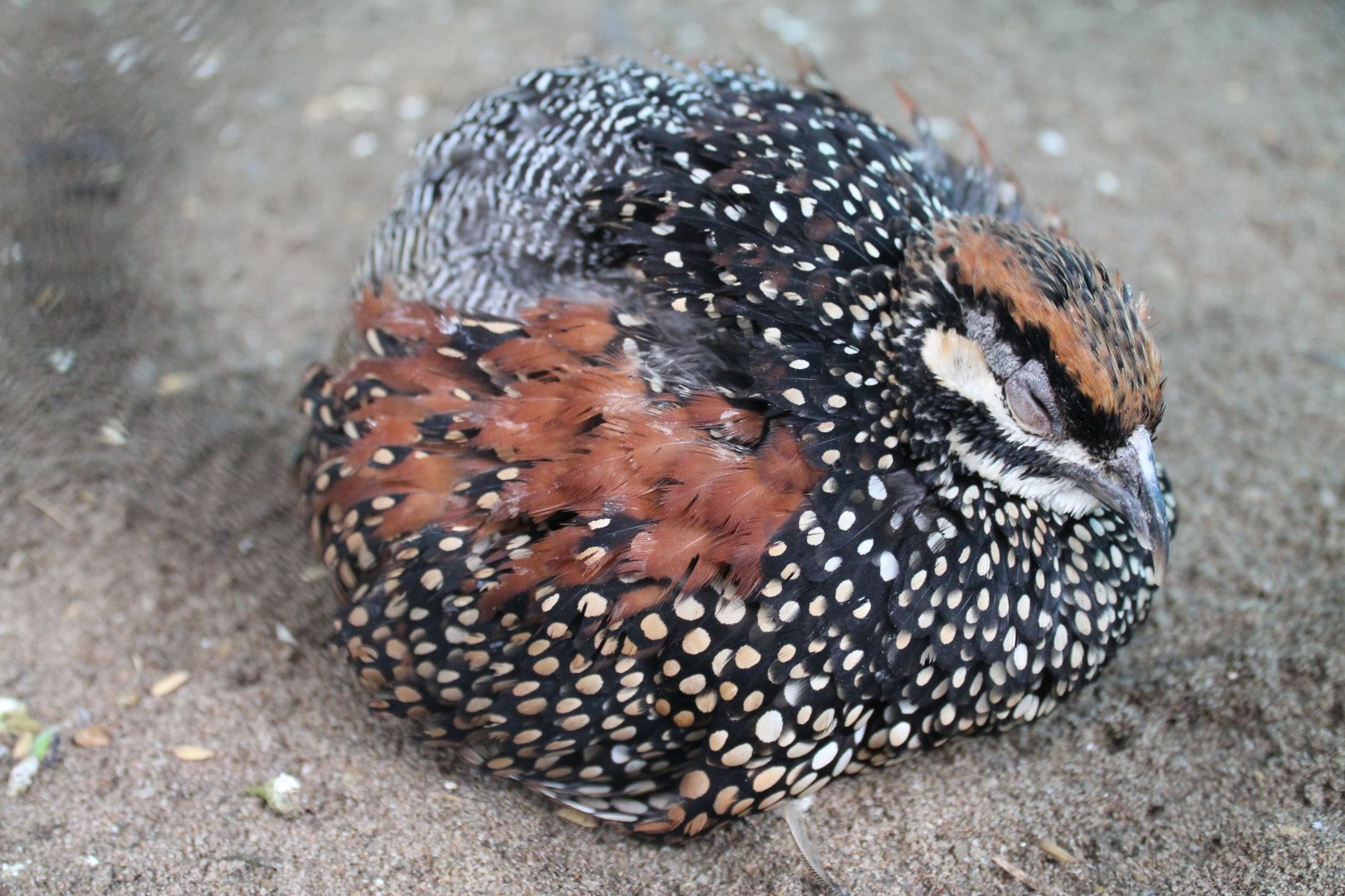 Chinese Francolin (Francolinus pintadeanus)
