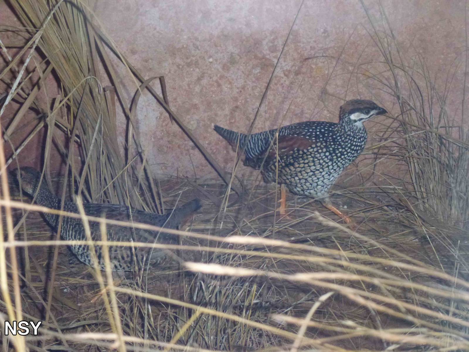 Chinese francolins, June 2013.