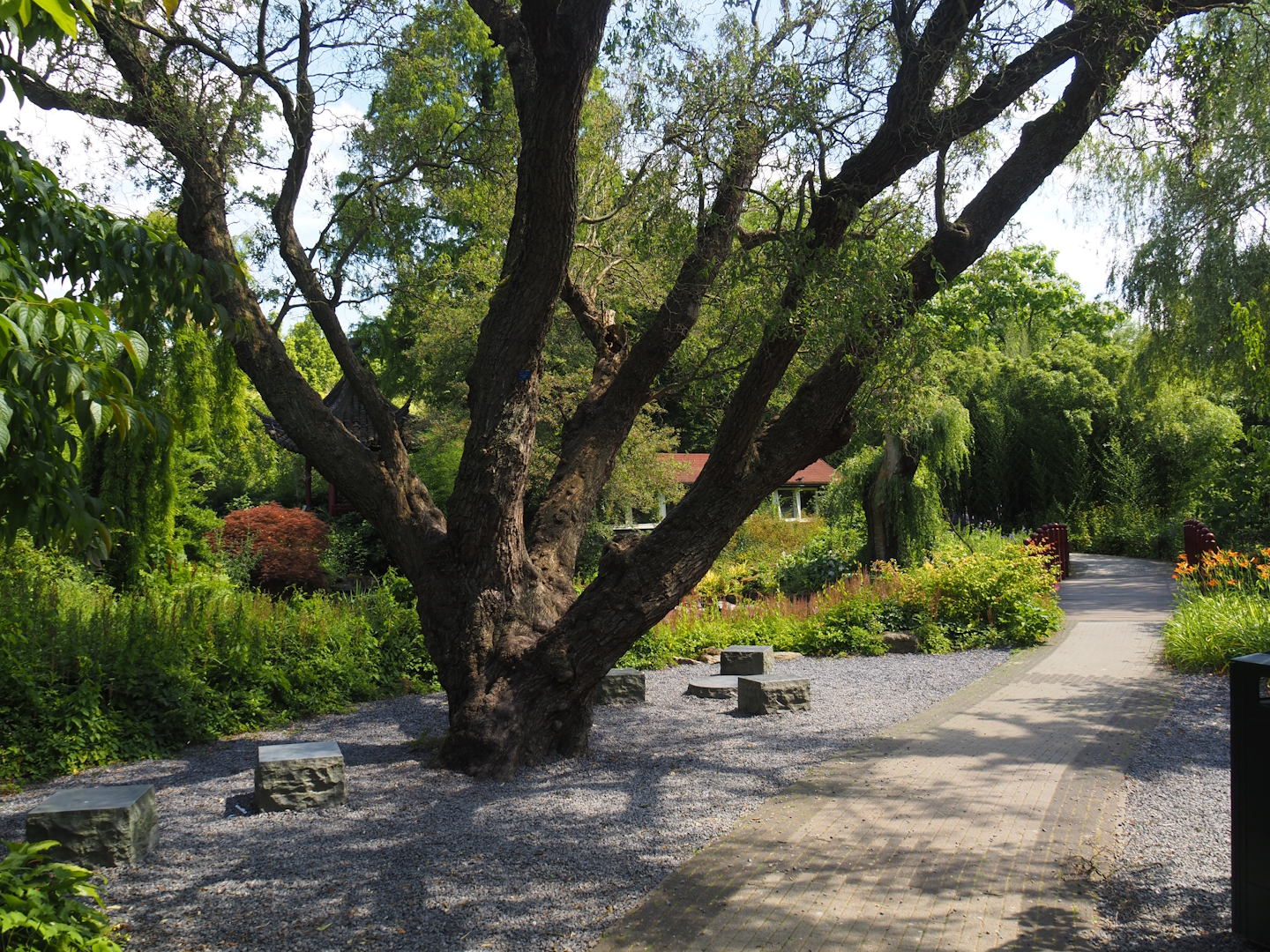 Chinese garden, 2024-06-30