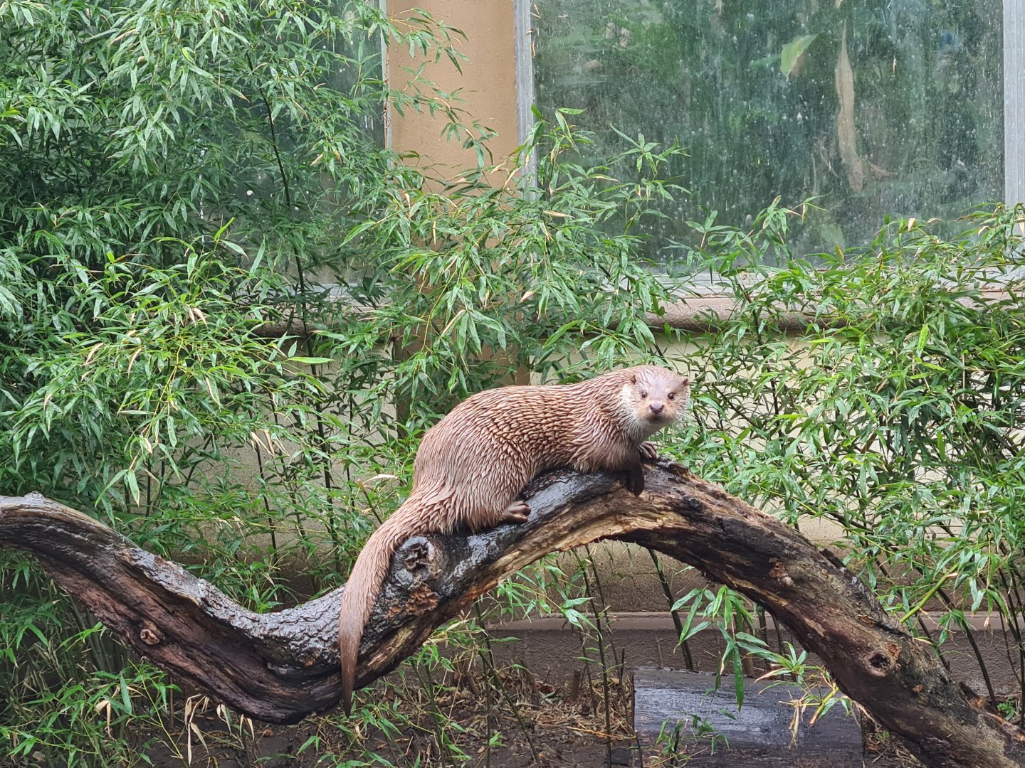 Chinese garden - European otter