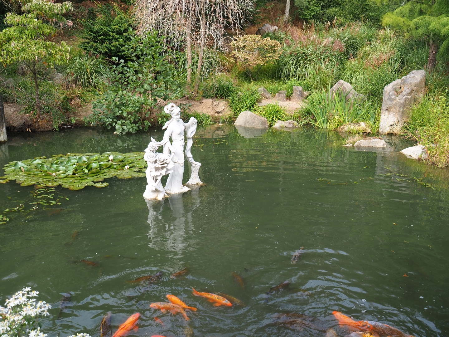 Chinese garden koi pond (Aug 28th, 2018)