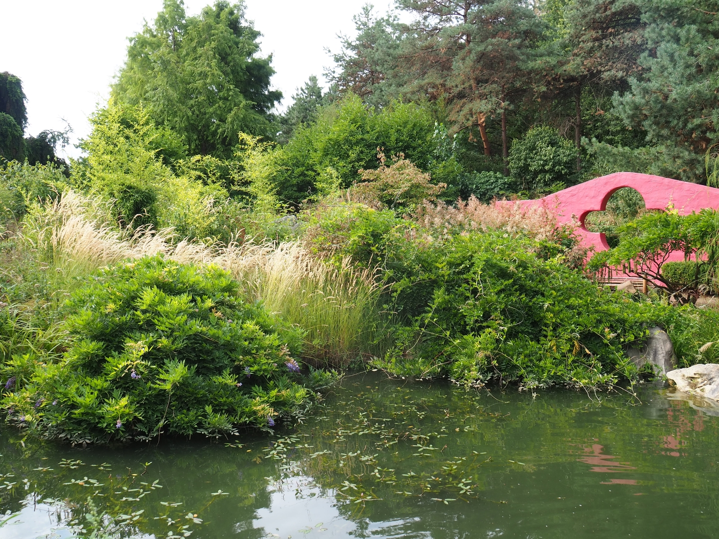 Chinese garden koi pond (Aug 28th, 2018)