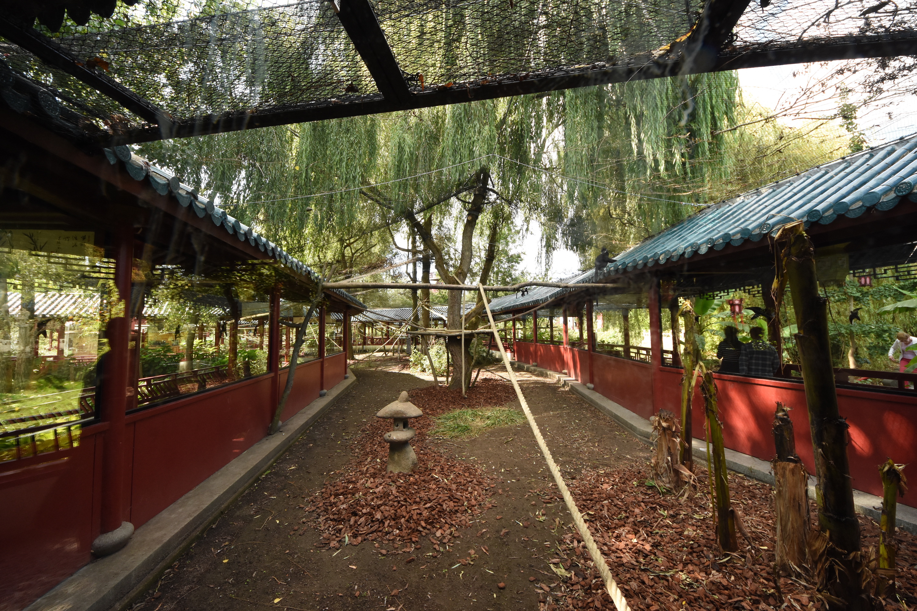 Chinese garden - Langurs