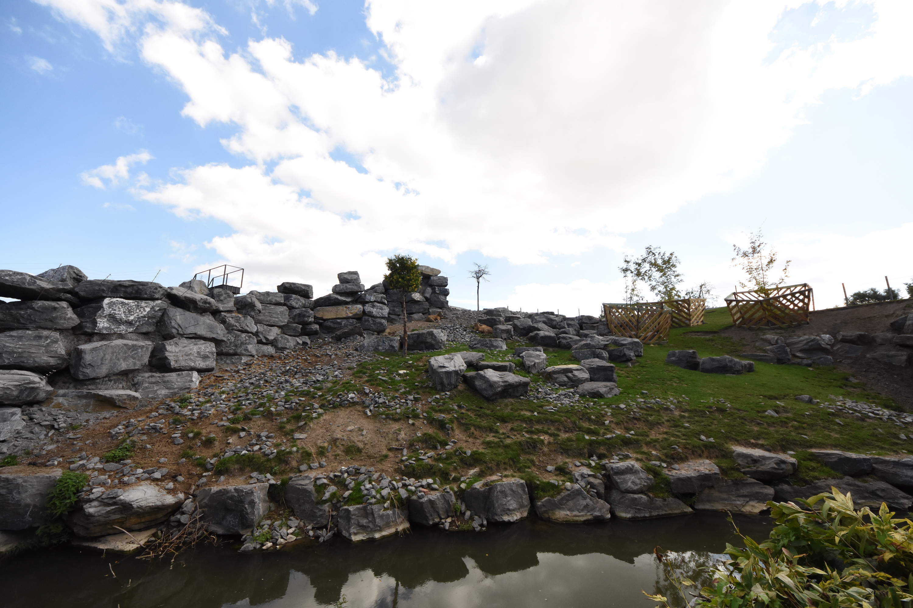 Chinese garden - Takins