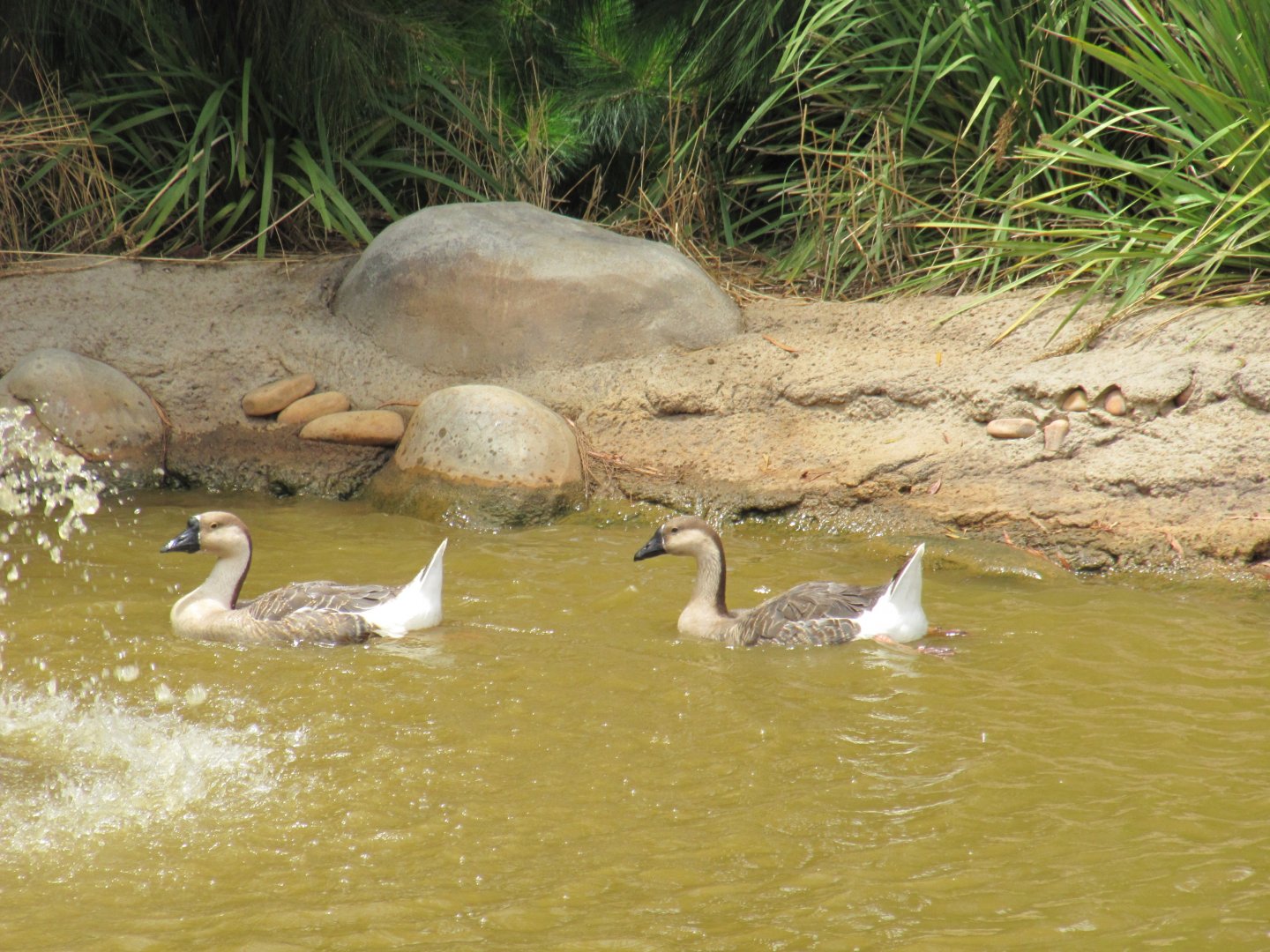 Chinese Geese (2011)