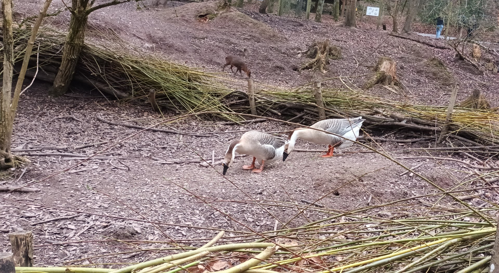 Chinese Geese and Reeves Muntjac