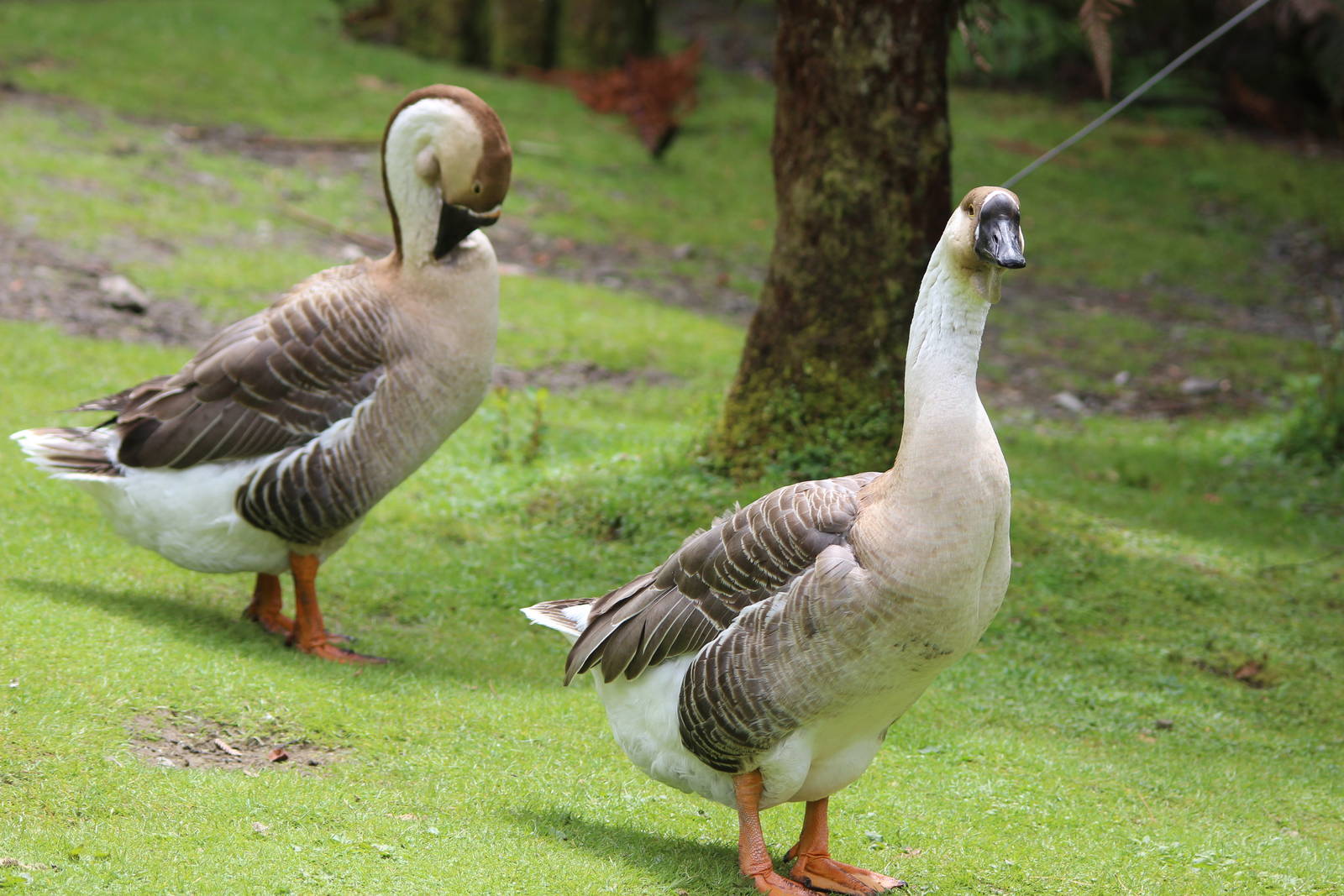 Chinese Geese, Staglands