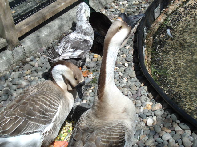 Chinese Geese