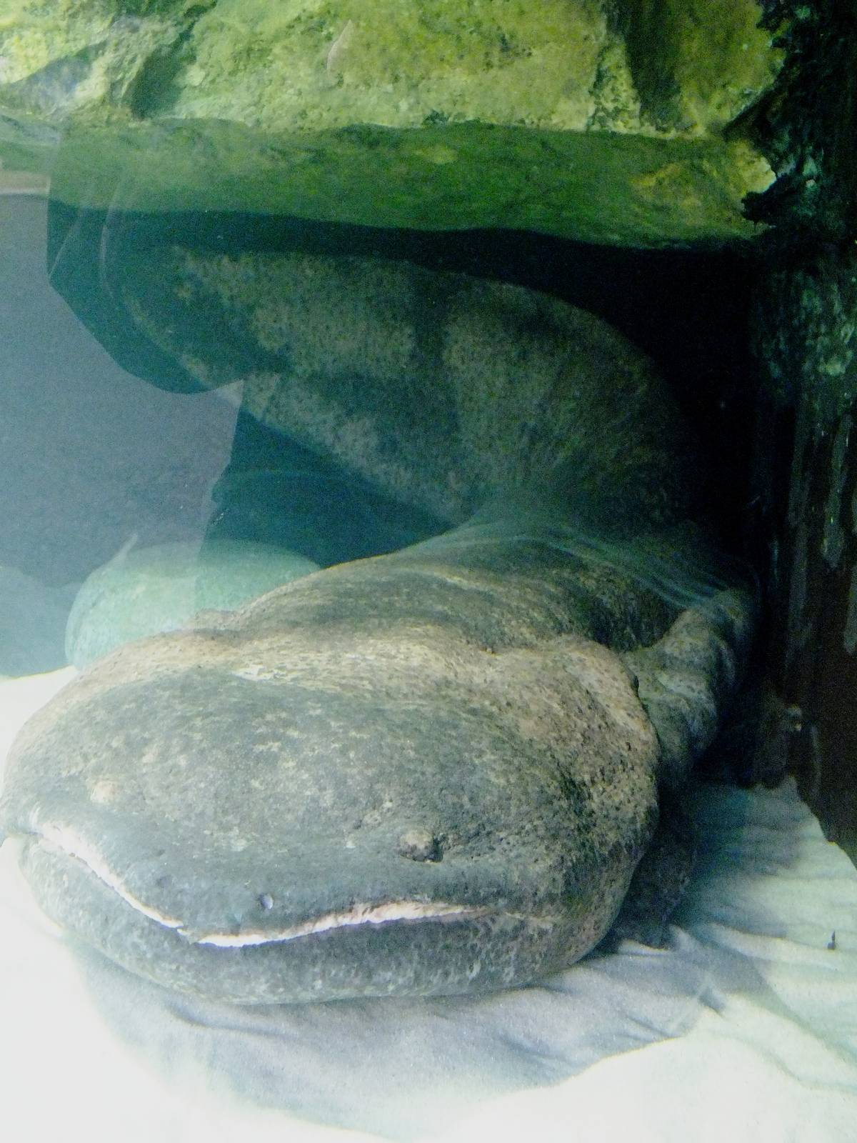 Chinese Giant Salamader