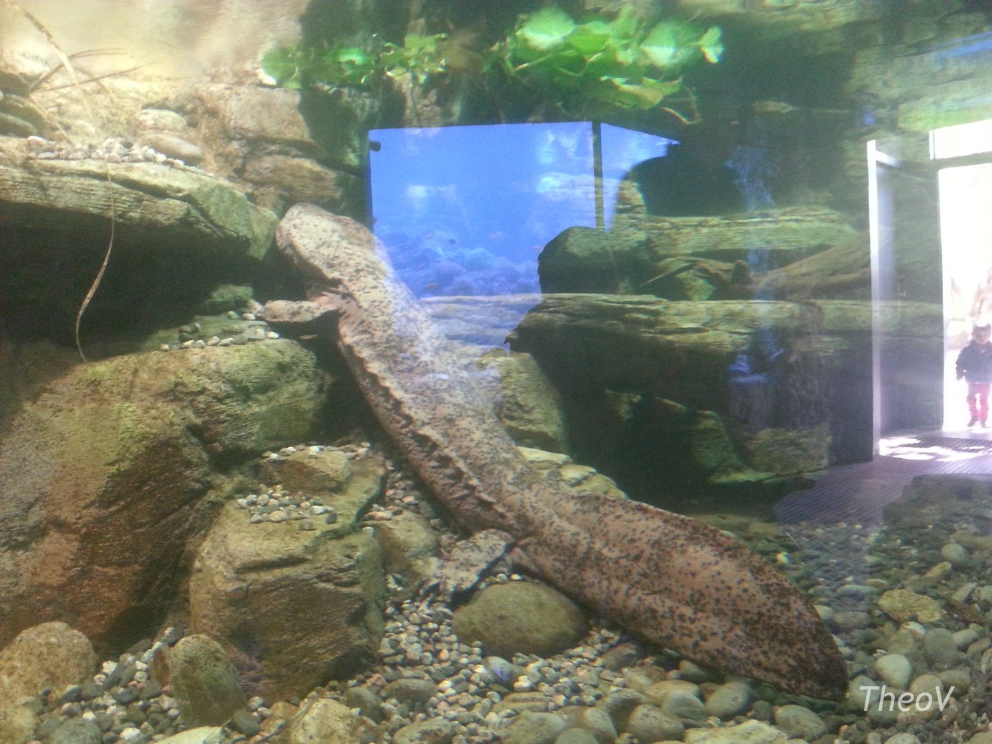 Chinese giant salamander [2014]