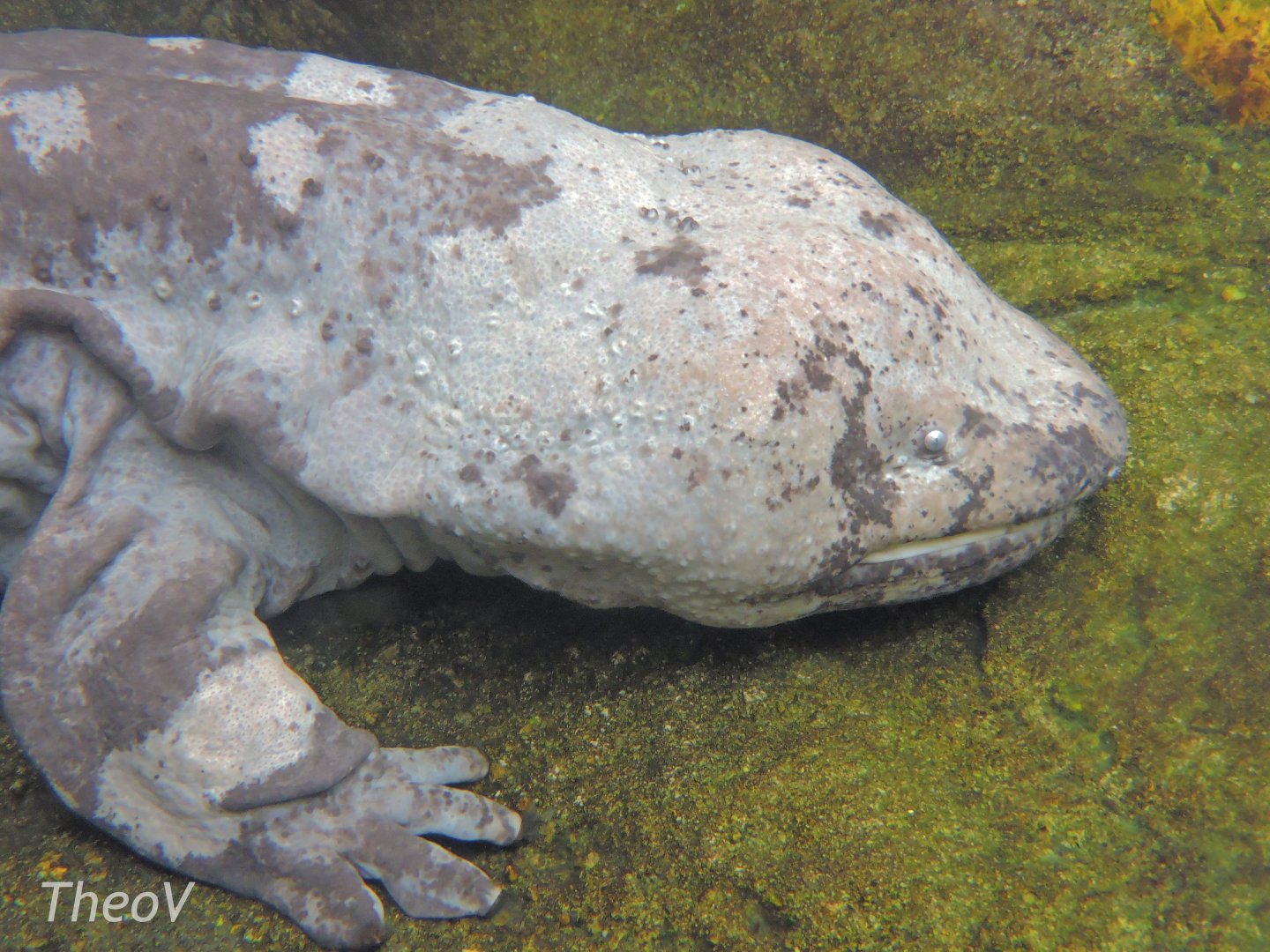Chinese giant salamander [2016]