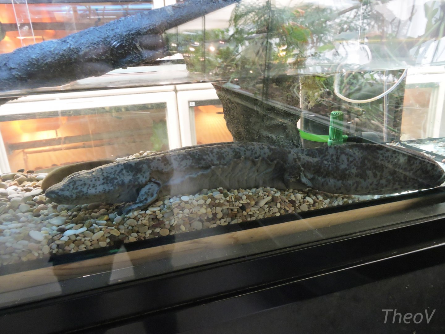 Chinese giant salamander [2016]