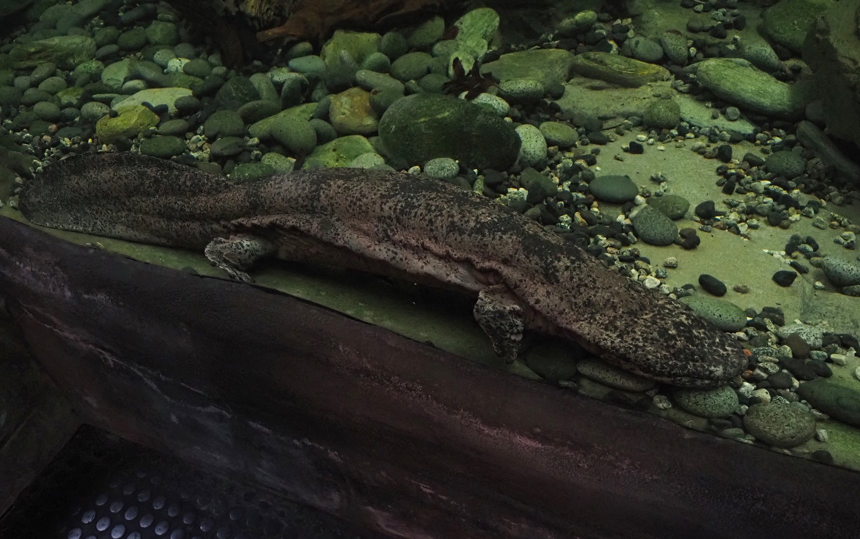 Chinese giant salamander (Andrias davidianus), 2024-06-08