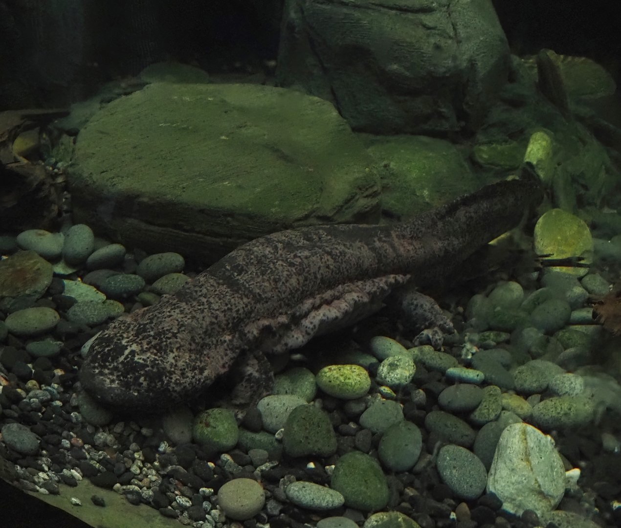 Chinese giant salamander (Andrias davidianus), 2024-06-08
