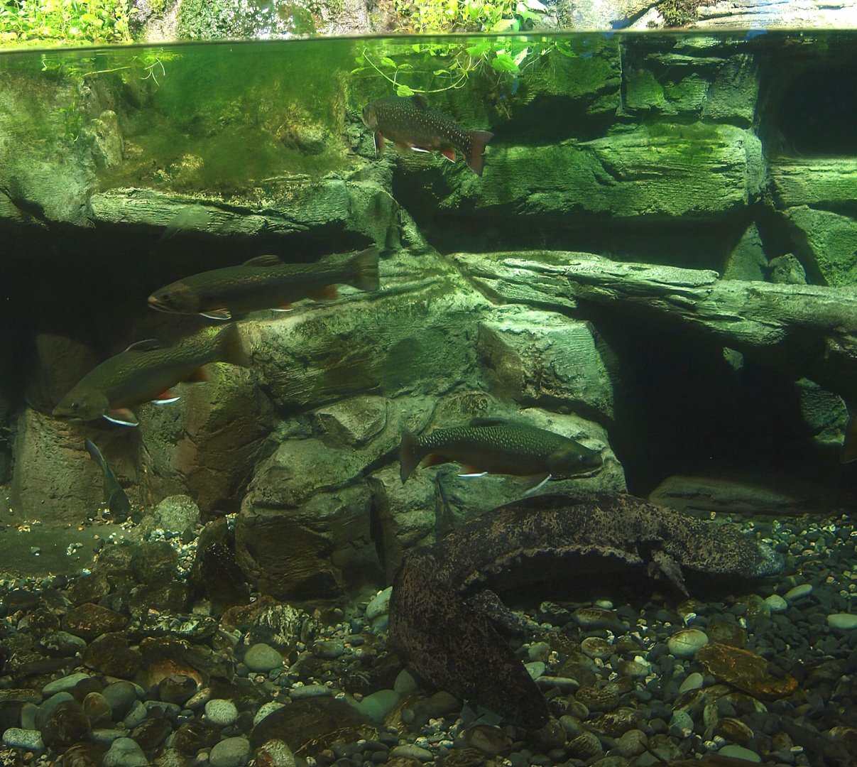 Chinese giant salamander (Andrias davidianus) and Brook trout (Salvelinus fontinalis), 2014-10-19