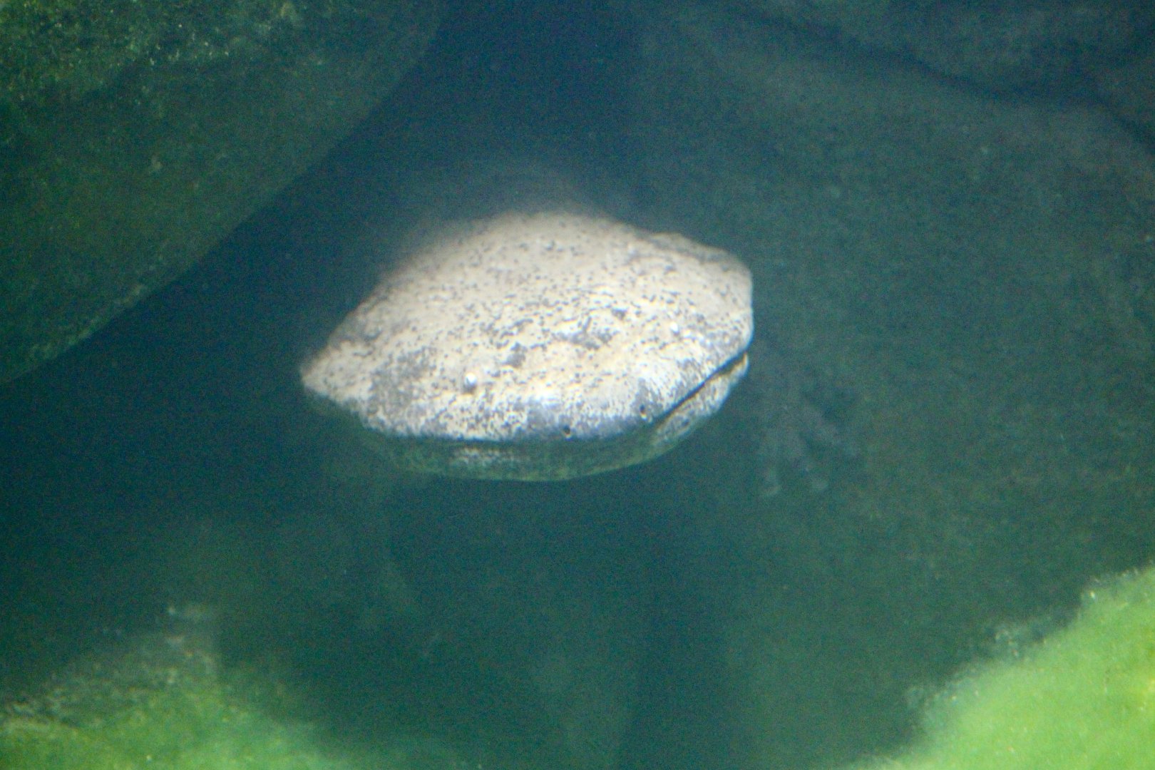 Chinese giant salamander (Andrias davidianus) at London Zoo, April 2024