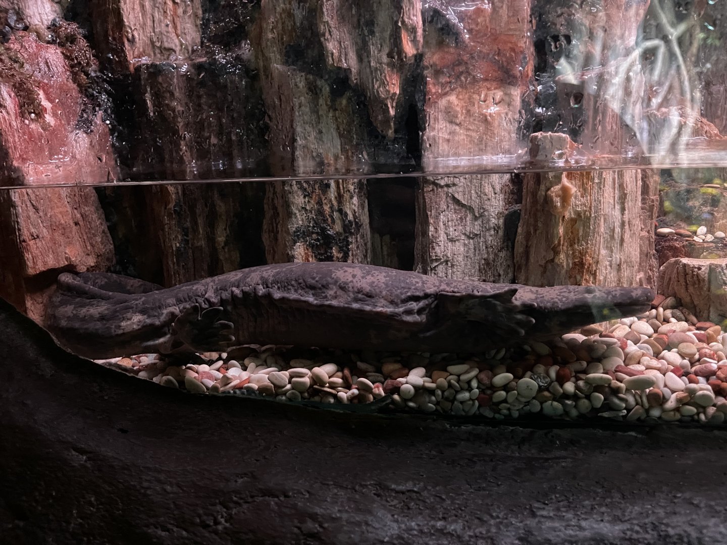 chinese giant salamander (andrias davidianus) - BX Sea