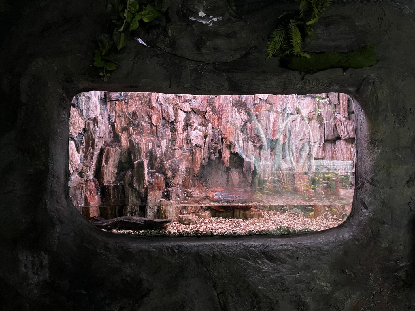 chinese giant salamander (andrias davidianus) exhibit - BX Sea