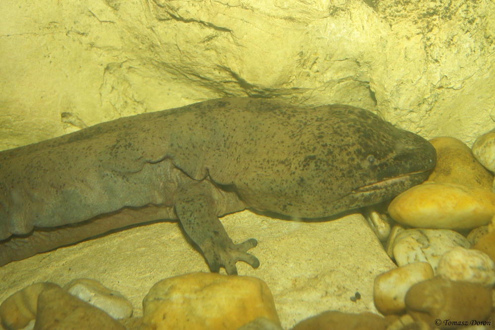 Chinese Giant Salamander (Andrias davidianus)