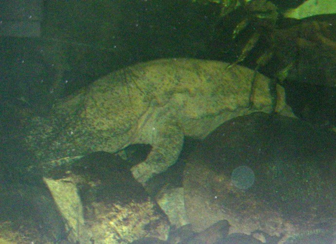 Chinese Giant Salamander (Andrias davidianus)