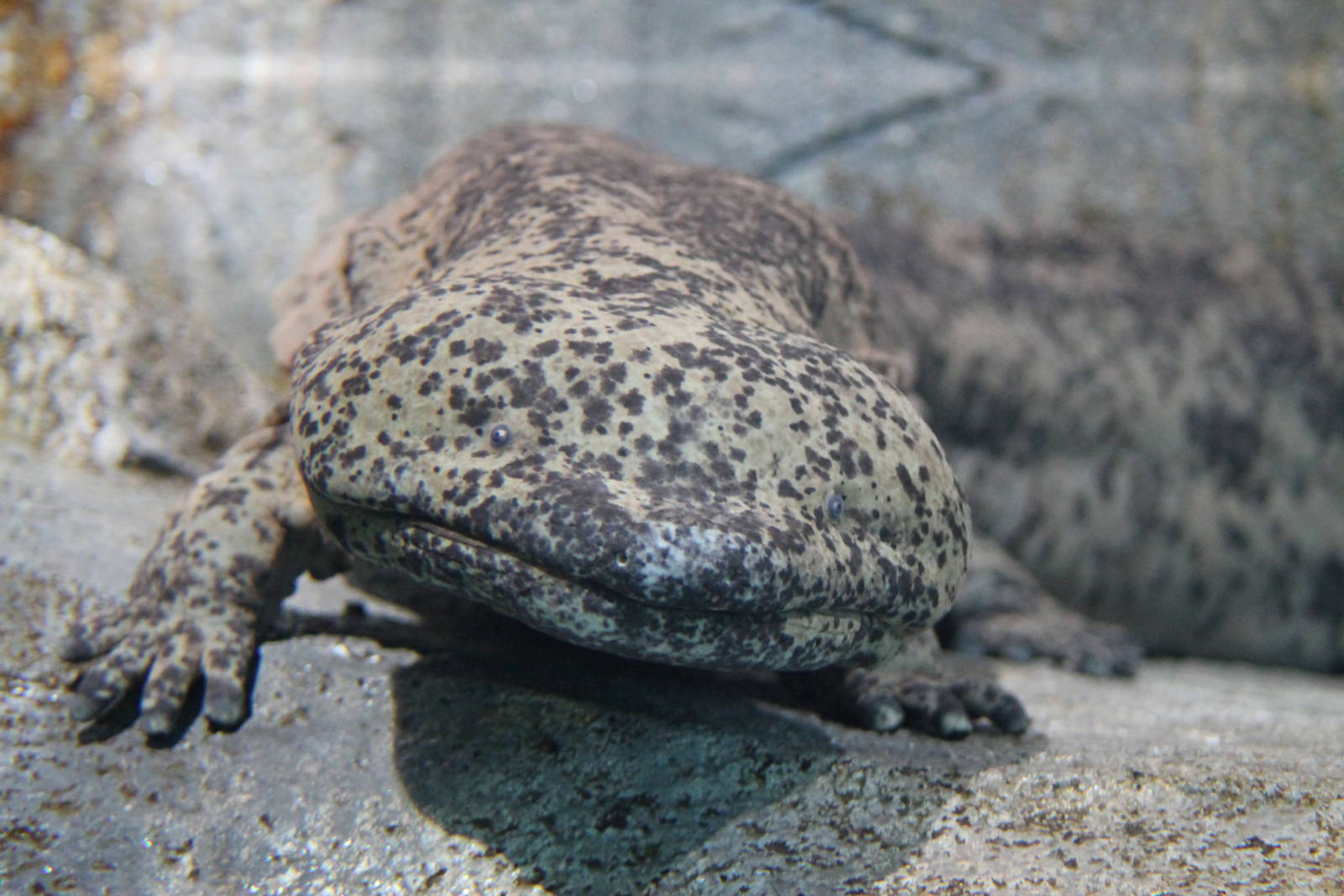 Chinese giant salamander (Andrias davidianus)