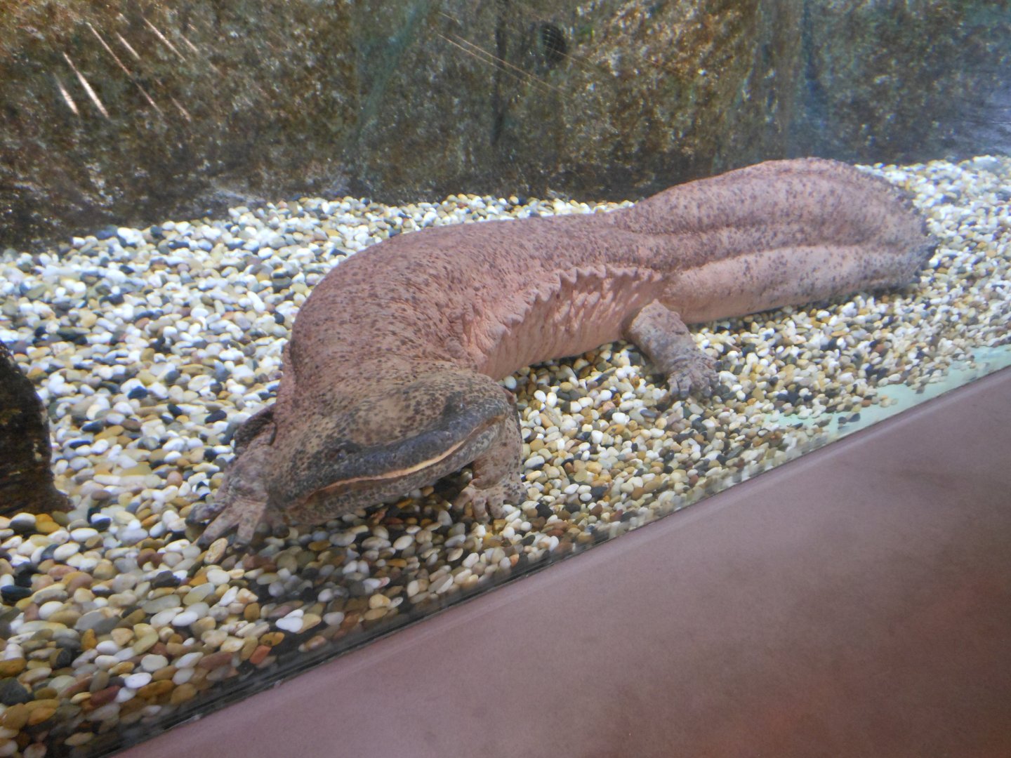 Chinese Giant Salamander (Andrias davidianus)
