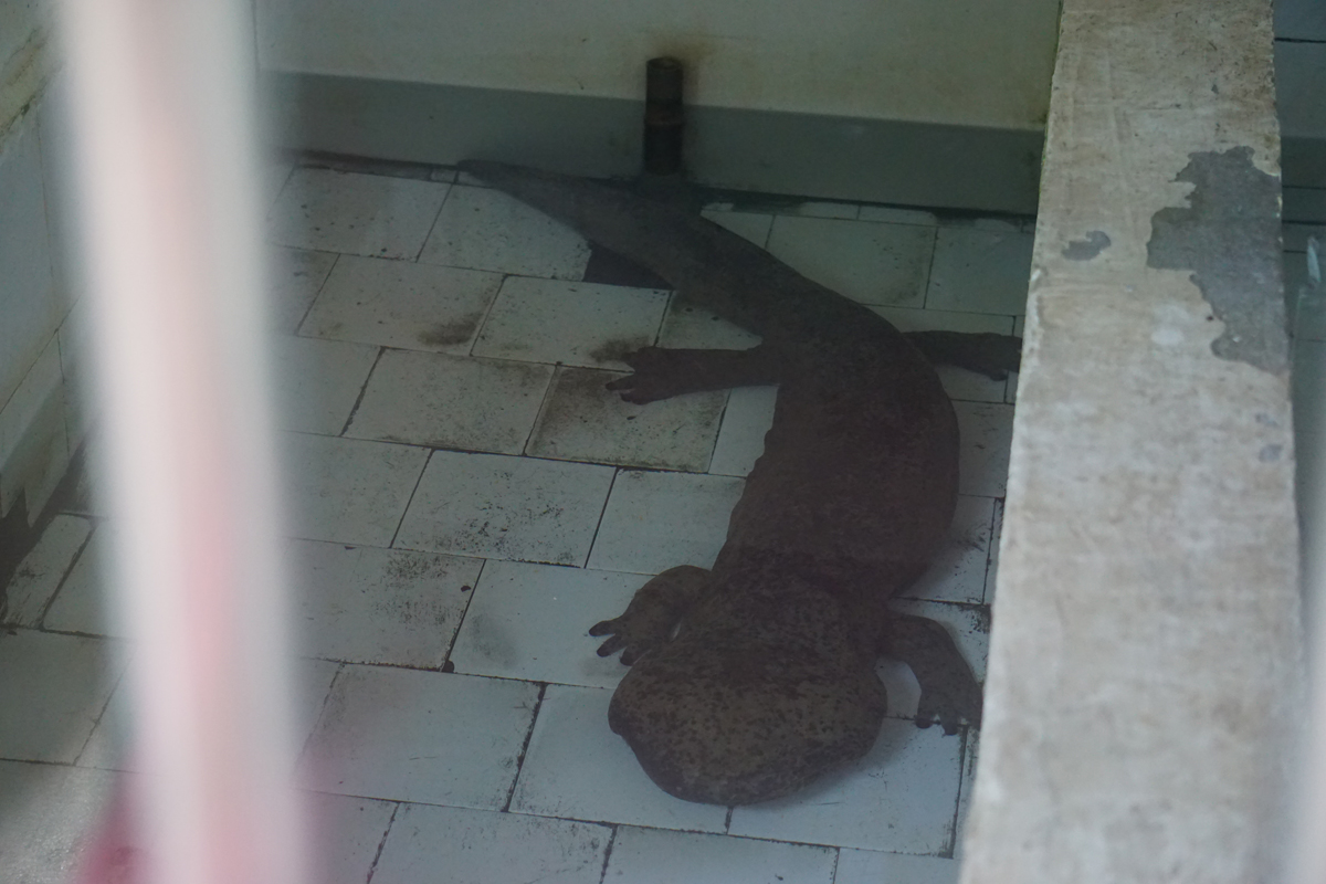 Chinese giant salamander (Andrias davidianus)