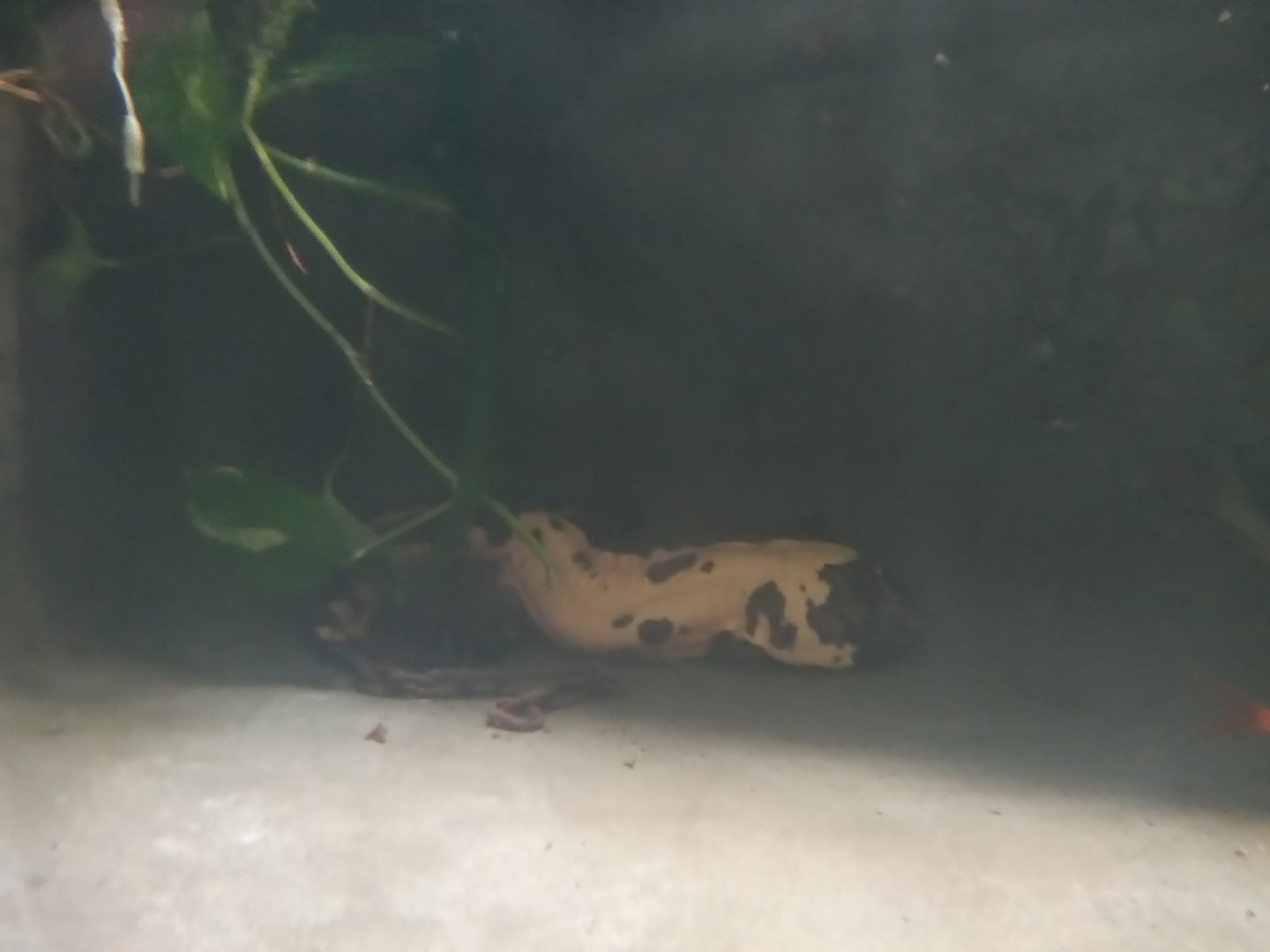 Chinese giant salamander (Andrias davidianus)