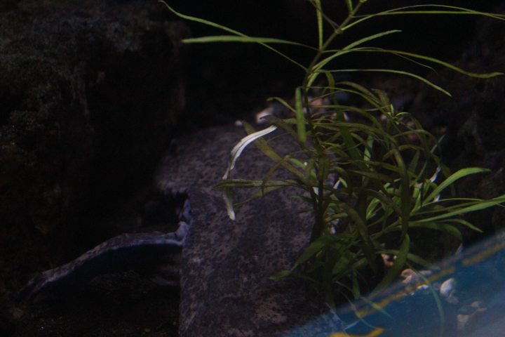 Chinese giant salamander (Andrias davidianus)